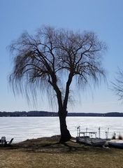 Salix × fragilis vitellina