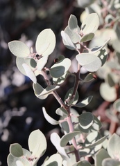Arctostaphylos malloryi