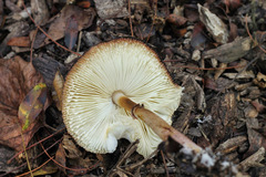 Leucoagaricus mucrocystis