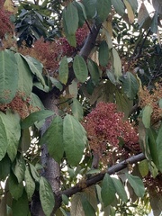 Magnoliopsida