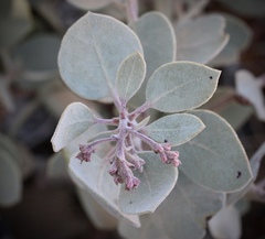 Arctostaphylos malloryi