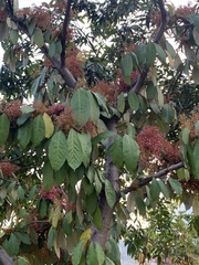 Magnoliopsida