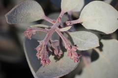 Arctostaphylos malloryi