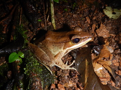 Lithobates maculatus