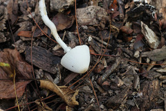 Leucoagaricus mucrocystis