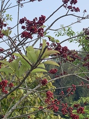 Ilex