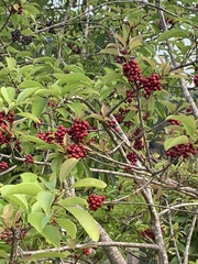 Ilex