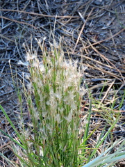 Schizachyrium spicatum