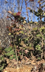 Berberis dictyota