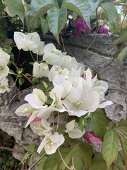 Bougainvillea