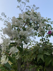 Bougainvillea
