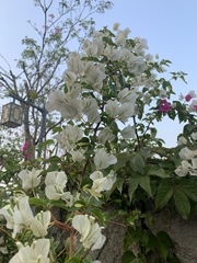 Bougainvillea