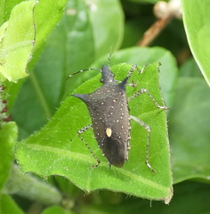 Proxys albopunctulatus