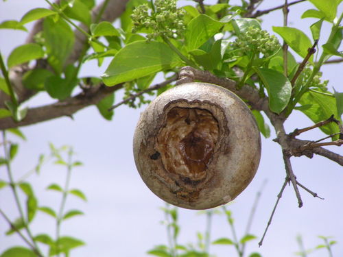 Spiny monkey orange