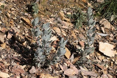 Arctostaphylos malloryi