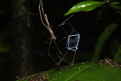 Deinopis longipes