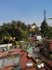 Jasminum grandiflorum