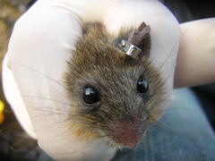 Oligoryzomys nigripes