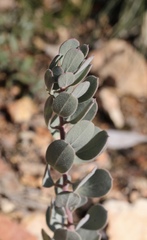 Arctostaphylos malloryi