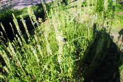 Salvia uliginosa