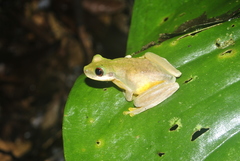 Duellmanohyla salvavida