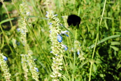 Salvia uliginosa