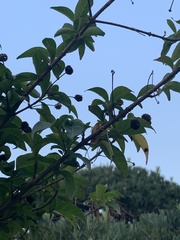 Magnoliopsida