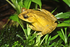 Incilius leucomyos