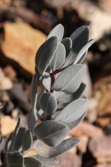 Arctostaphylos malloryi