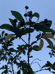 Magnoliopsida
