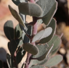 Arctostaphylos malloryi