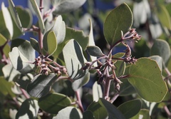 Arctostaphylos malloryi