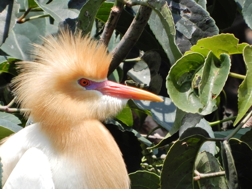 Eastern Cattle-Egret, photo 4 of 9