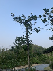 Magnoliopsida