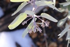 Arctostaphylos malloryi