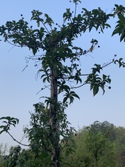 Magnoliopsida