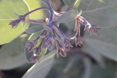 Arctostaphylos malloryi