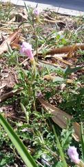 Oenothera speciosa