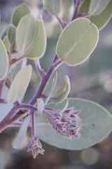 Arctostaphylos malloryi