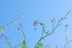 Solanum amygdalifolium