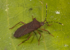 Anasa bellator
