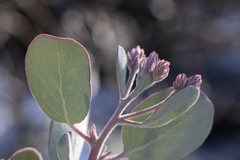 Arctostaphylos malloryi