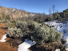 Arctostaphylos malloryi