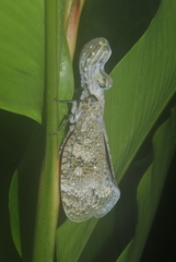Fulgora laternaria