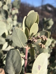 Arctostaphylos malloryi