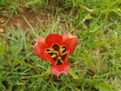 Tulipa