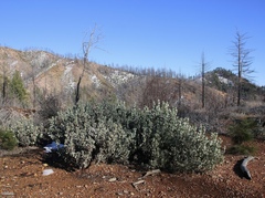 Arctostaphylos malloryi