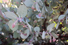 Arctostaphylos malloryi