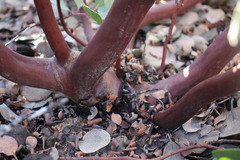 Arctostaphylos malloryi