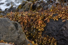 Fucus